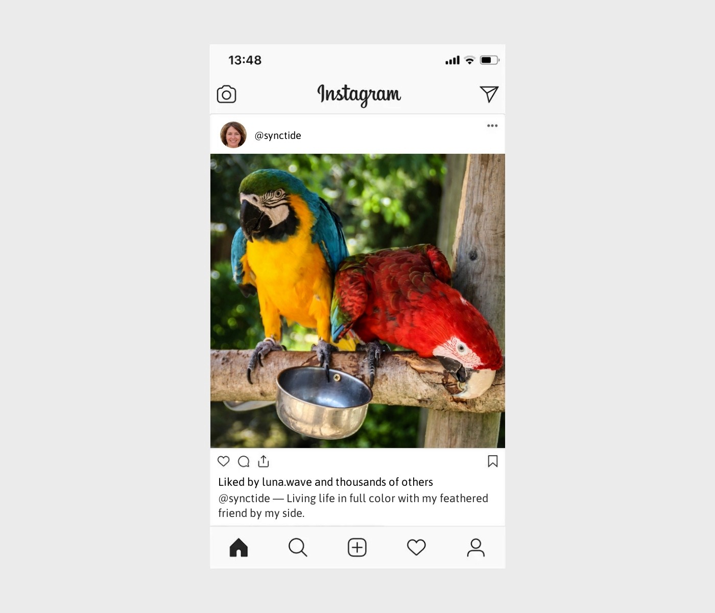parrot-captions-for-instagram