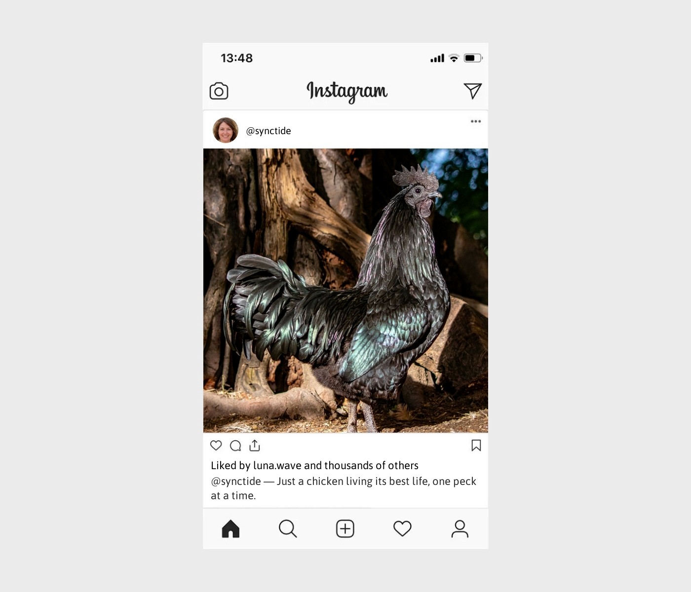 chicken-captions-for-instagram