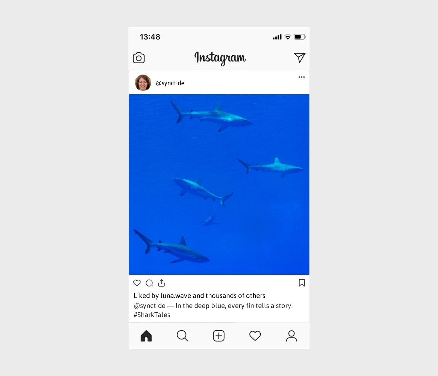 shark-captions-for-instagram