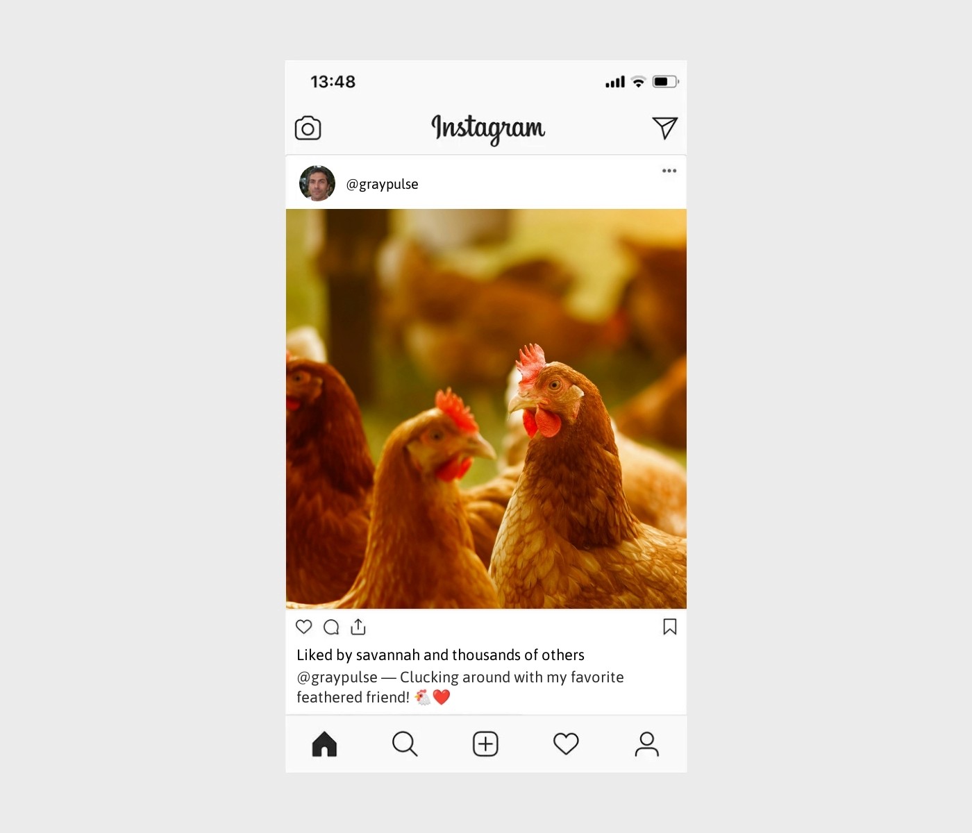 chicken-captions-for-instagram
